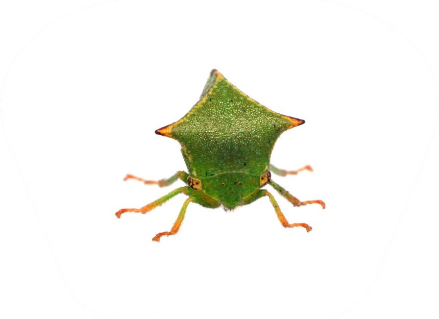 Brainstorm Toys NHM Torch & Projector 24 Images Creepy Crawly