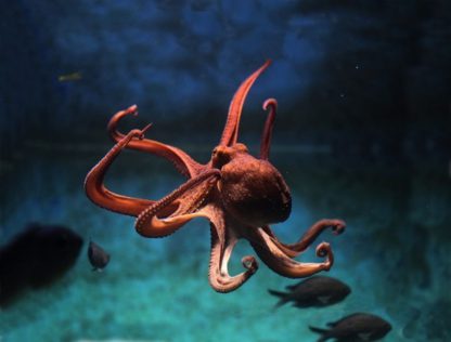 Brainstorm Toys NHM Torch & Projector 24 Images Sea Creatures