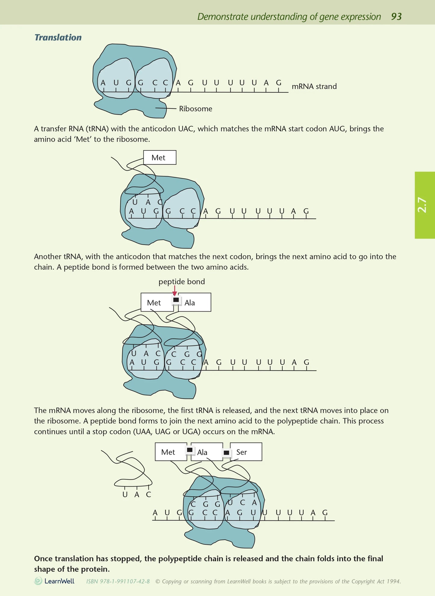 Learnwell Level 2 Biology AME Workbook – NCEA Study Guide