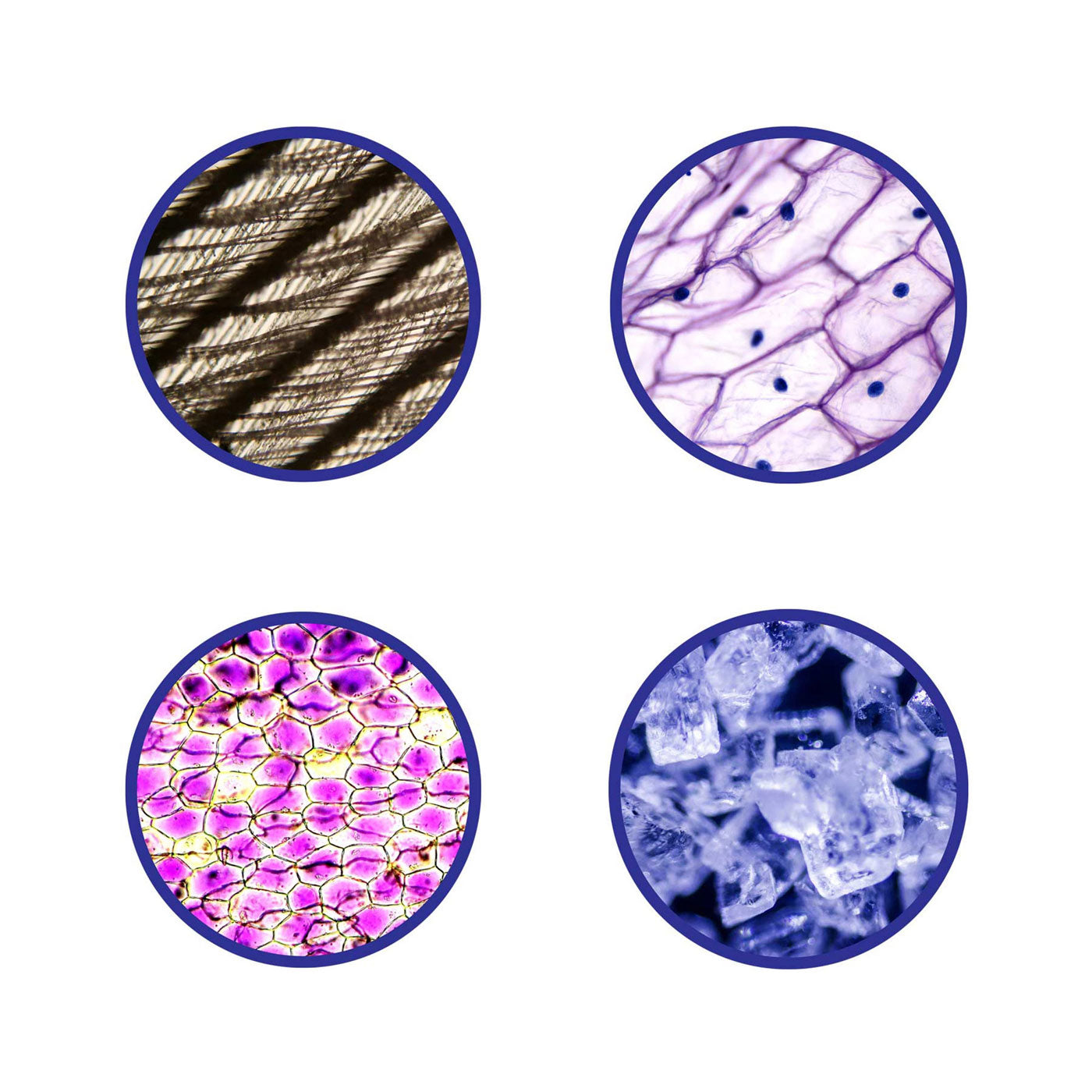 Brainstorm Toys Microscope 450X Ages 8+