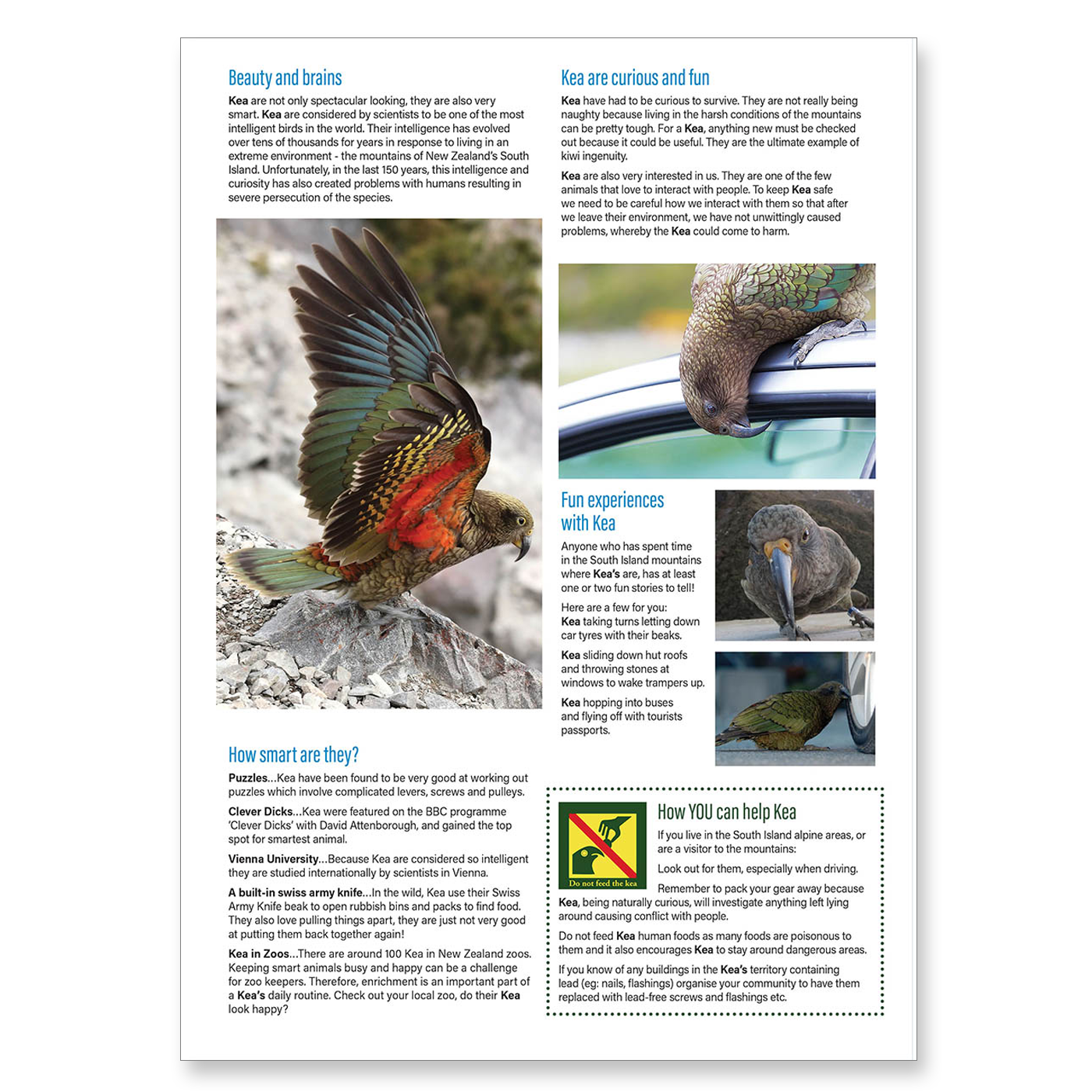 Clever Kiwi Kea Studies Book - Resource Material