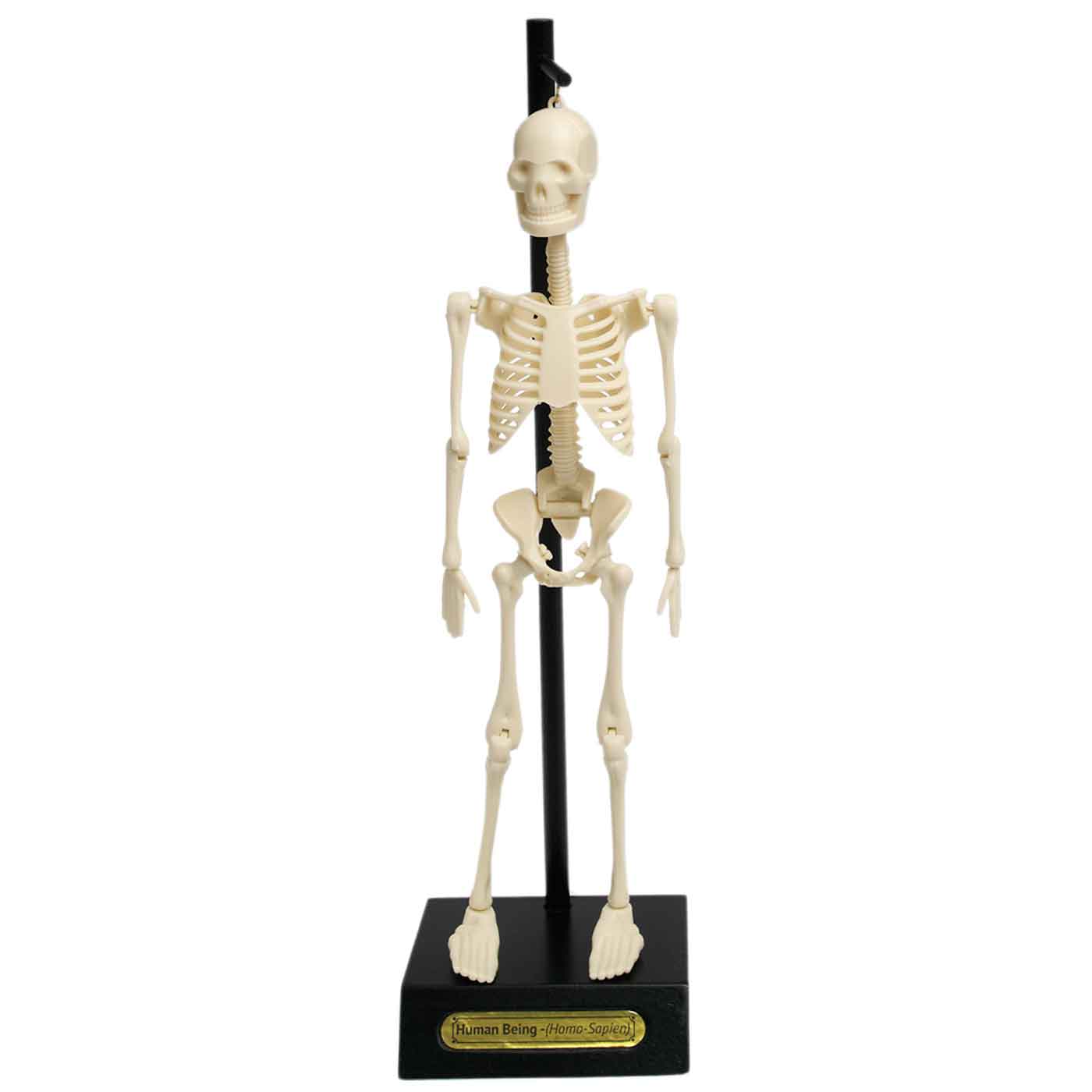 Human Anatomical Skeleton Educational Model Height 30cm