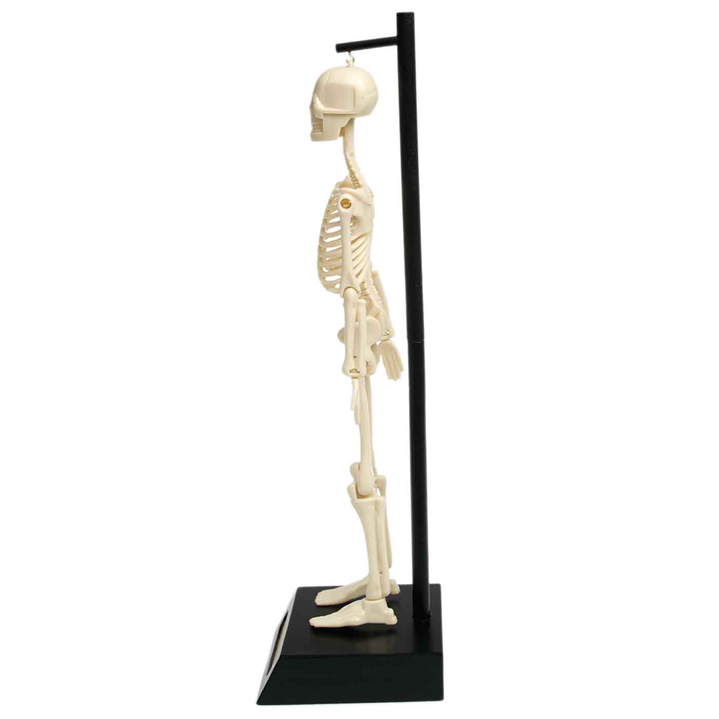 Human Anatomical Skeleton Educational Model Height 30cm