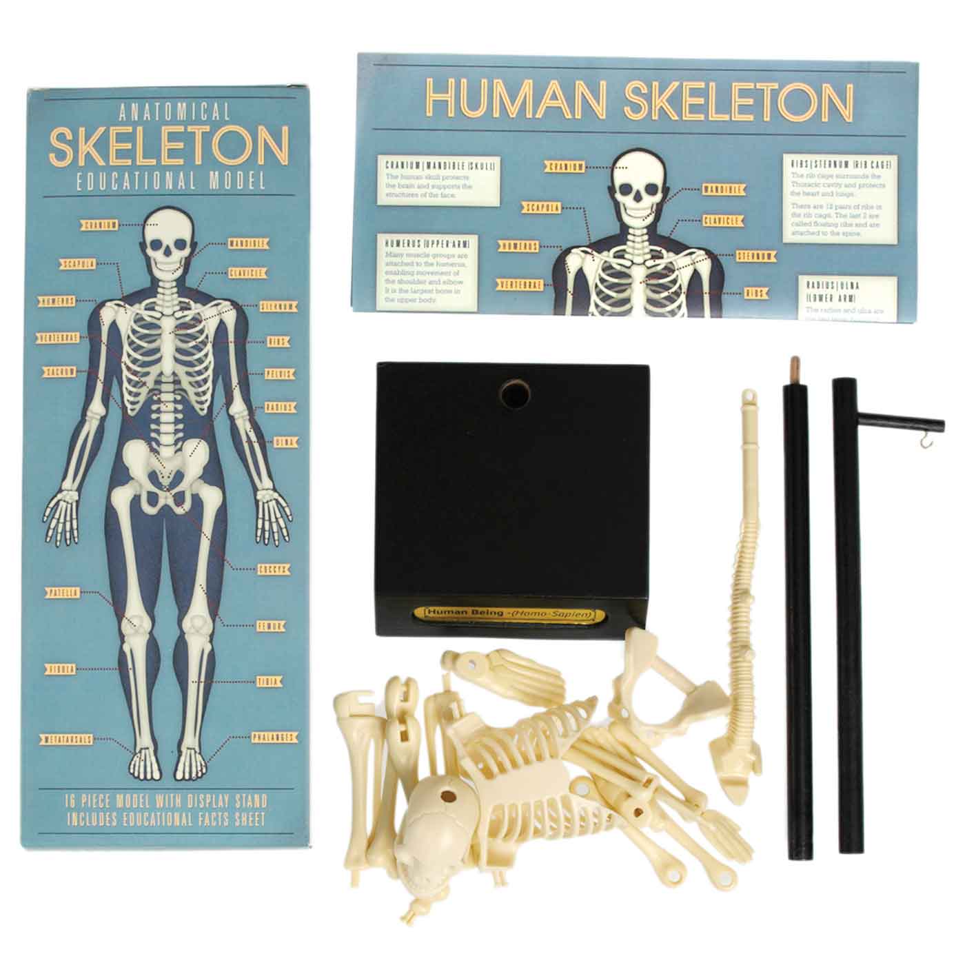 Human Anatomical Skeleton Educational Model Height 30cm