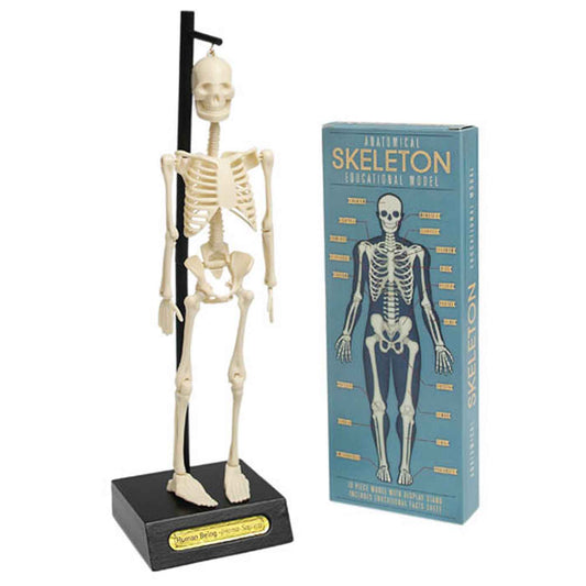 Human Anatomical Skeleton Educational Model Height 30cm