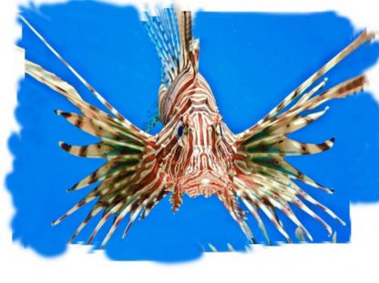 Brainstorm Toys NHM Torch & Projector 24 Images Sea Creatures